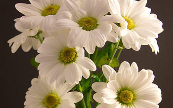 Flowers, Petals, Bouquet HD wallpaper