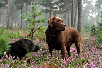 Animals, Dogs, Flowers, Grass, Lie, To Lie Down, Relaxation, Rest, Polyana, Glade HD wallpaper