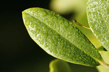 Drops, Macro, Surface, Sheet, Leaf, Dew HD wallpaper