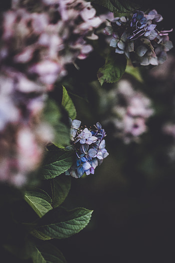 Flowers, Bush, Blur, Smooth, Bloom, Flowering, Hydrangea, Inflorescences, Inflorescence HD phone wallpaper