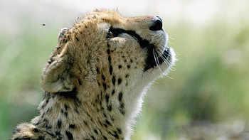 Cheetah, wildlife, wild, animals, big cats, nature HD wallpaper