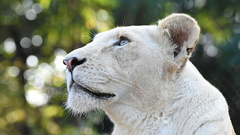 White Lion Head , lion, animals HD wallpaper