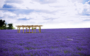 Nature, Flowers, Lilac, Field, Bower, Alcove HD wallpaper
