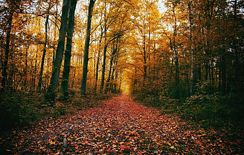 Fall forest path, forest, path, fall, leaves, autumn, trees HD wallpaper