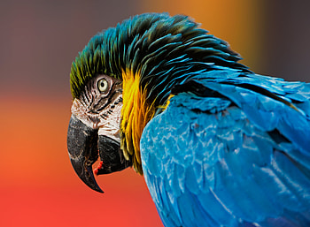 Macaw Bird, macaw, parrot, birds HD wallpaper