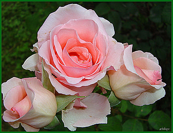 roses, garden, pink, flowers HD wallpaper