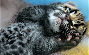 Animals, Young, Leopard, Hide, Joey, Paws HD wallpaper