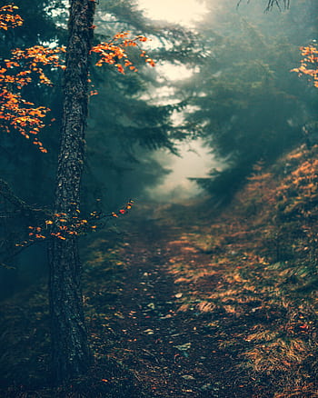 A serene forest path veiled in mist, capturing the cool tones of early morning in nature. HD phone wallpaper