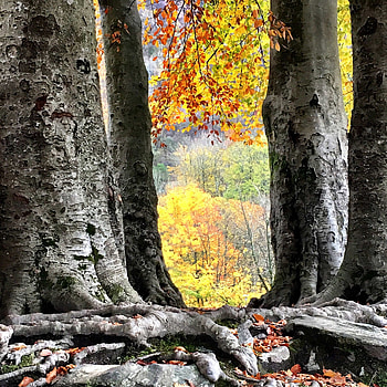 Beech tree trunks, Natural textures, Tree's strength, Organic beauty HD phone wallpaper