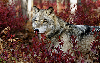 Animals, Wolfs HD wallpaper