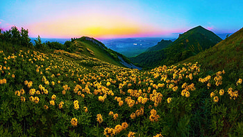 Mountain Flowers, blossoms, wildflowers, colors, landscape, sky, mountains, sunrise HD wallpaper