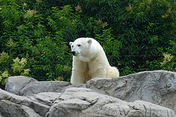 Animals, Stones, Bear, Predator, Polar Bear HD wallpaper