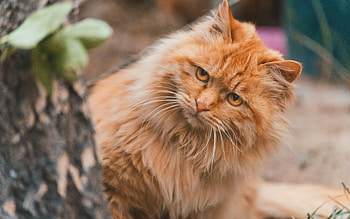 Cat, kitten, kitty, ginger HD wallpaper