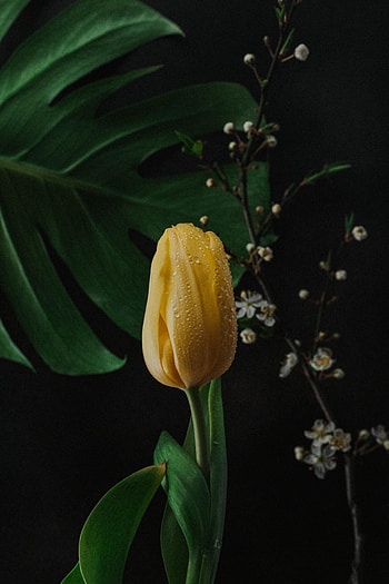 Flowers, Pink, Drops, Flower, Wet, Tulip HD phone wallpaper