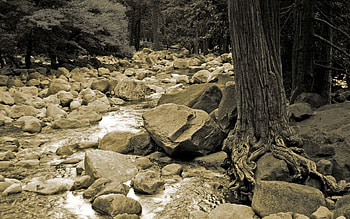 Nature, Rivers, Stones, Wood, Tree, Roots, Black And White, Trunk HD wallpaper