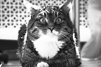 Animals, Cat, To Lie Down, Lie, Bw, Chb, Thick, Fat, Room, Floor, Wool HD wallpaper