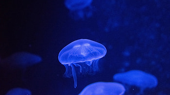 Underwater glow jellyfish, , background, Mesmerizing beauty HD wallpaper