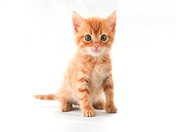 im so swetty, sweety, cute HD wallpaper
