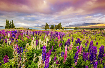 Field of lupine, colorful, landscape, meadow, beautiful, wildflowers, pretty, field, lupine, sky, lovely HD wallpaper