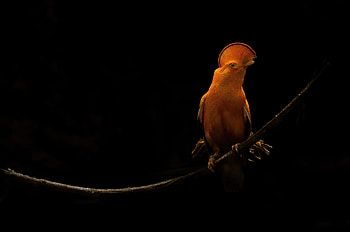 Orange Parrot Dark Oled, birds, dark, black, oled, graphy HD wallpaper