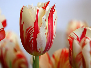 adi, nature, flowers HD wallpaper