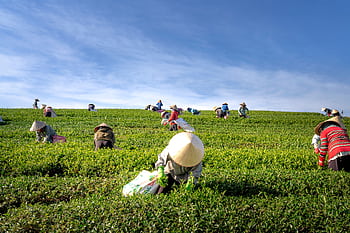 A group of farmers harvesting tea leaves in a verdant field under a clear blue sky. HD wallpaper