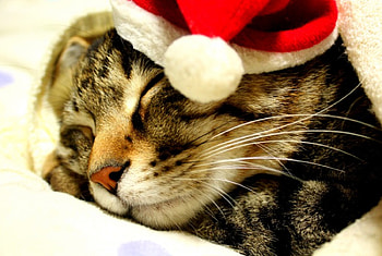 SLEEPING SANTA, cat, cap, sleeping, santa HD wallpaper