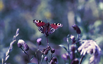 Grass, Leaves, Macro, Glare, Shine, Light, Butterfly HD wallpaper