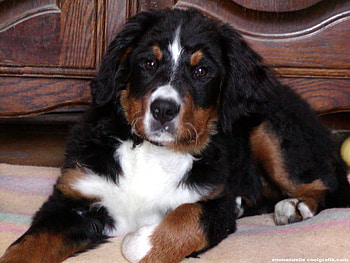 At home..., dog, animal, puppy, pet HD wallpaper