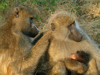 Family, Baboon HD wallpaper