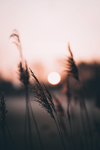 Nature, Sunset, Sun, Evening, Ear HD phone wallpaper