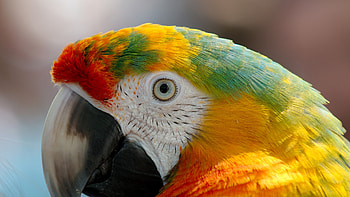 Parrot Macaw, parrot, macaw, birds HD wallpaper