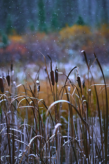 Nature, Grass, Snow, Snow Covered, Snowbound, Reeds HD phone wallpaper