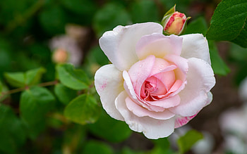 Rose, summer, white, pink, flower, nature, trandafir, vara HD wallpaper