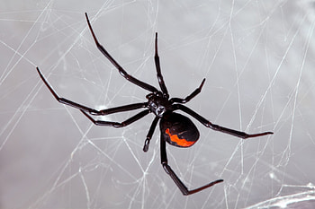 Black Widow, widow, spider, black, insect HD wallpaper