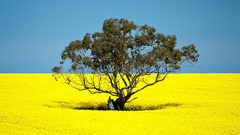 Canola field in Victoria, Australia, sky, tree, blossoms, yellow HD wallpaper