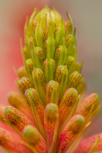 Plant, Macro, Close-Up, Buds HD phone wallpaper