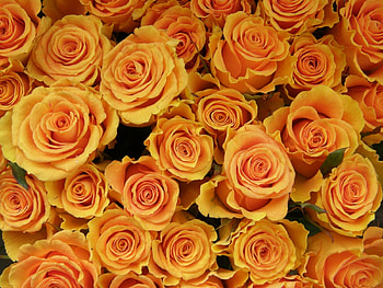 Plants, Flowers, Background, Roses HD wallpaper