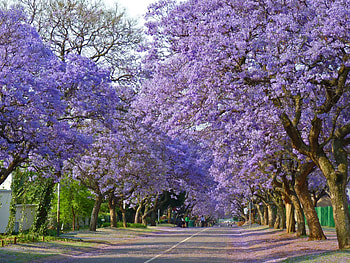Jacaranda, Street, Tree Lined, , Spring HD wallpaper