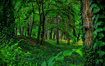Emerald forest, Nature's haven, Evergreen beauty, Serenity in green HD wallpaper