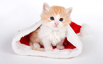 cat and hat of Santa Claus, claus, cat, hat, santa HD wallpaper