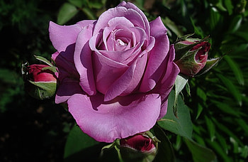 Purple Love, rose, purple, dream, flower HD wallpaper