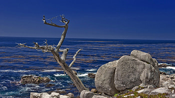fossilized tree at the seashore, sea, shore, fossil, rocks, tree HD wallpaper