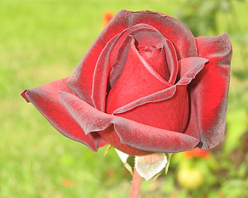 red rose, rose, flower, red, beautiful, nature HD wallpaper