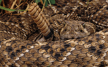 Rattlesnake pattern, Serpent design, Reptile art, Wildlife-inspired HD wallpaper