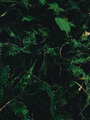 Nature, Leaves, Needle, Dark HD phone wallpaper