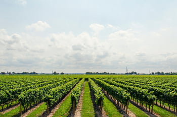 Expansive vineyard stretching under a bright, cloudy sky, perfect for wine production. HD wallpaper