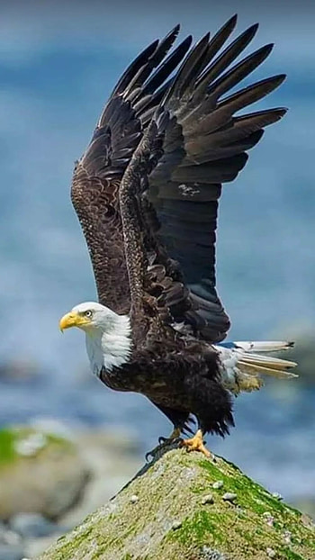 Eagle, Bird, Eagle Bird HD phone wallpaper