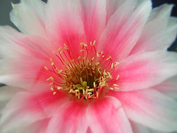 flowers in your hand, flowers-in-your-hand HD wallpaper