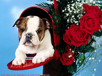 OMG I AM STUCK HELP, bulldog, stuck, mailbox HD wallpaper